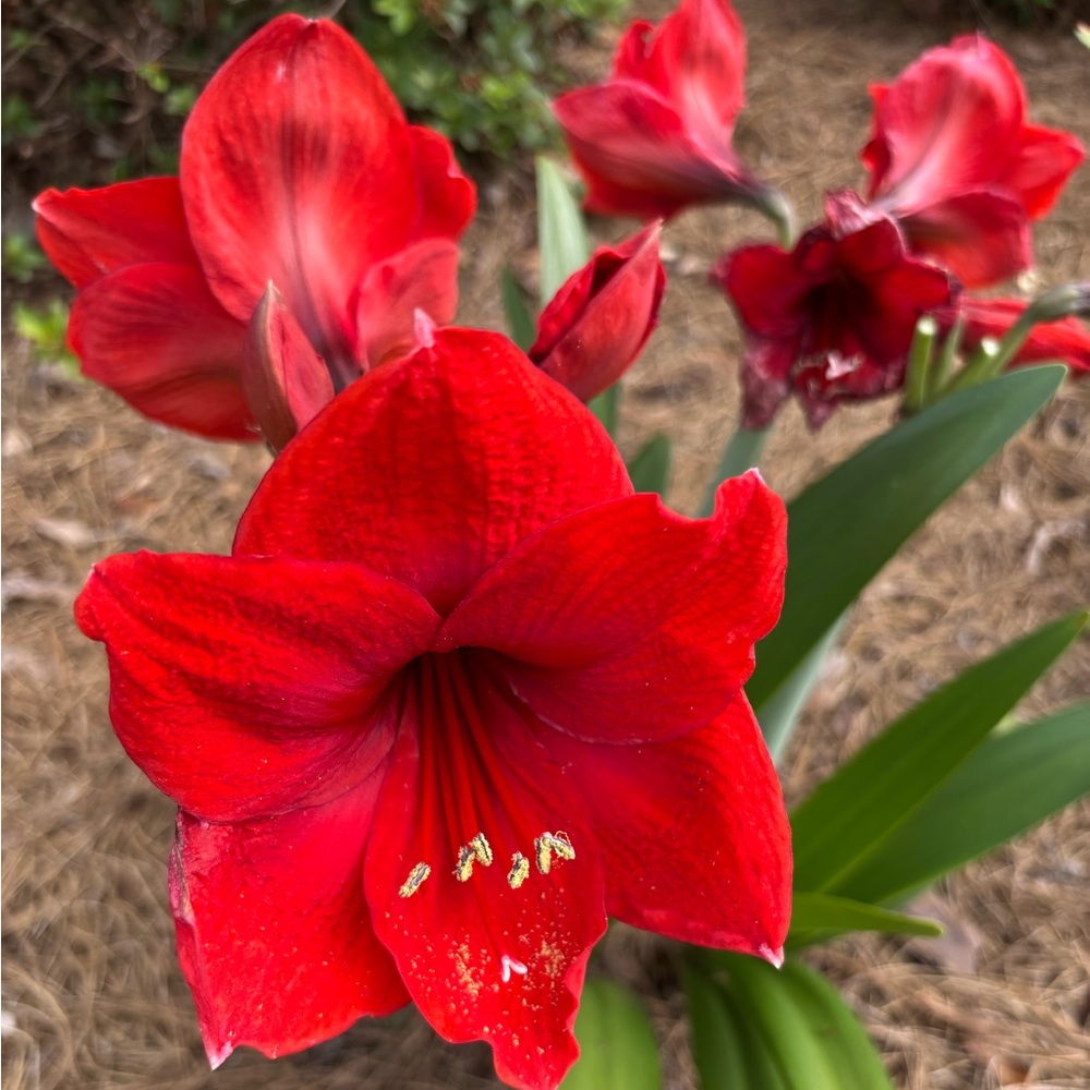 Red and white Amaryllis bulbs with large colorful blooms.